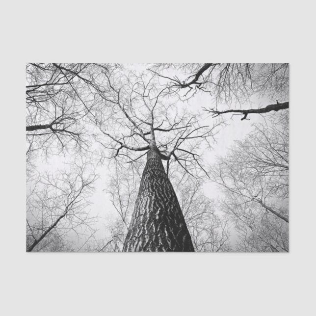 Tree in black and white tissue paper (Front)