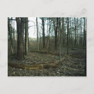 Tree in-circled by Nature Postcard