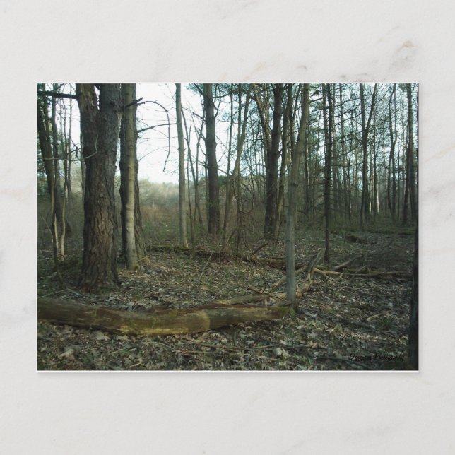 Tree in-circled by Nature Postcard (Front)