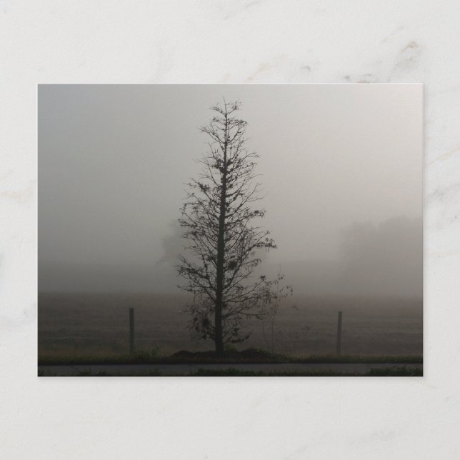 Tree in Fog 038 Post Card (Front)