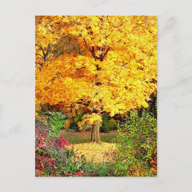 Tree in Gold Postcard (Front)