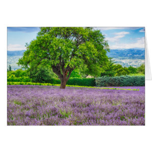 Tree in Lavender Field, France