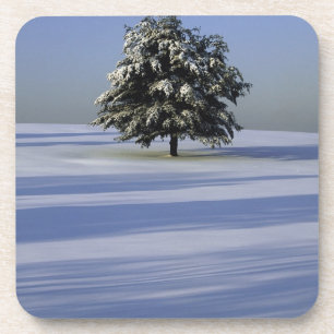 Tree in snow covered landscape coaster