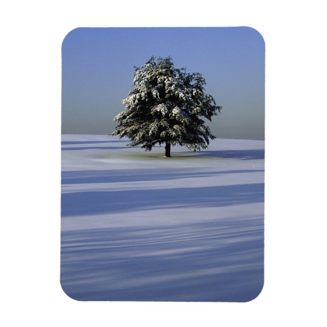 Tree in snow covered landscape magnet (Vertical)