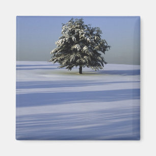 Tree in snow covered landscape magnet