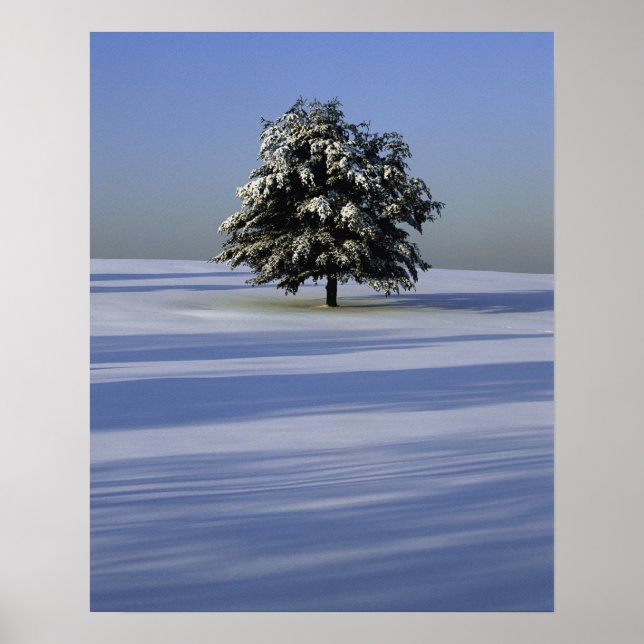 Tree in snow covered landscape poster (Front)