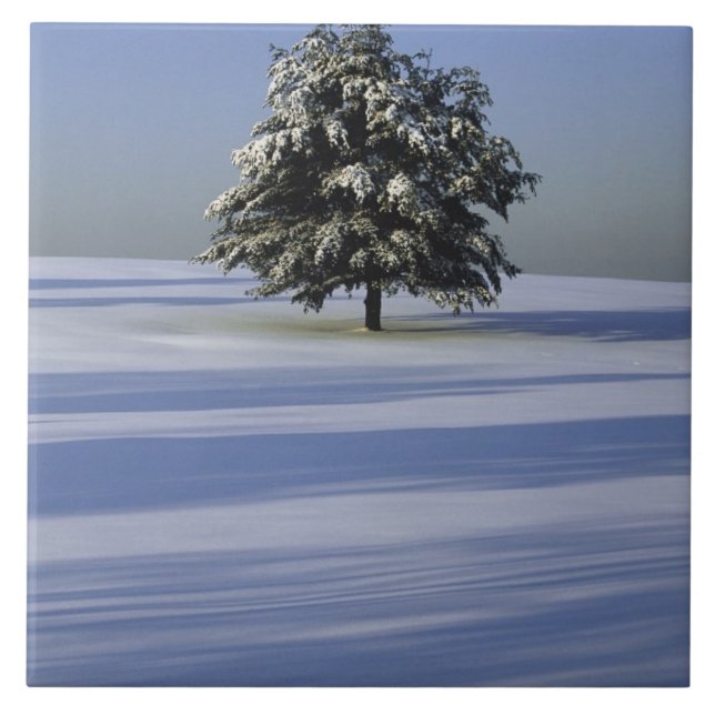 Tree in snow covered landscape tile (Front)