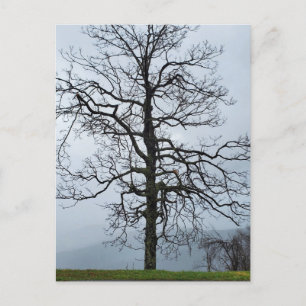 Tree in the Fog on the Blue Ridge Parkway Postcard