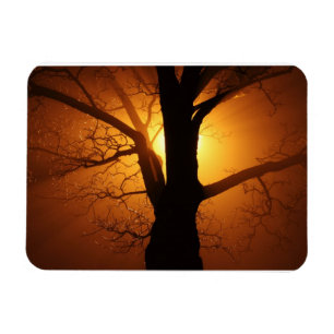 Tree In The Fog Premium Magnet