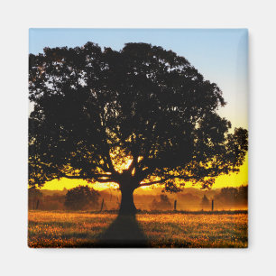 Tree in the Morning Magnet