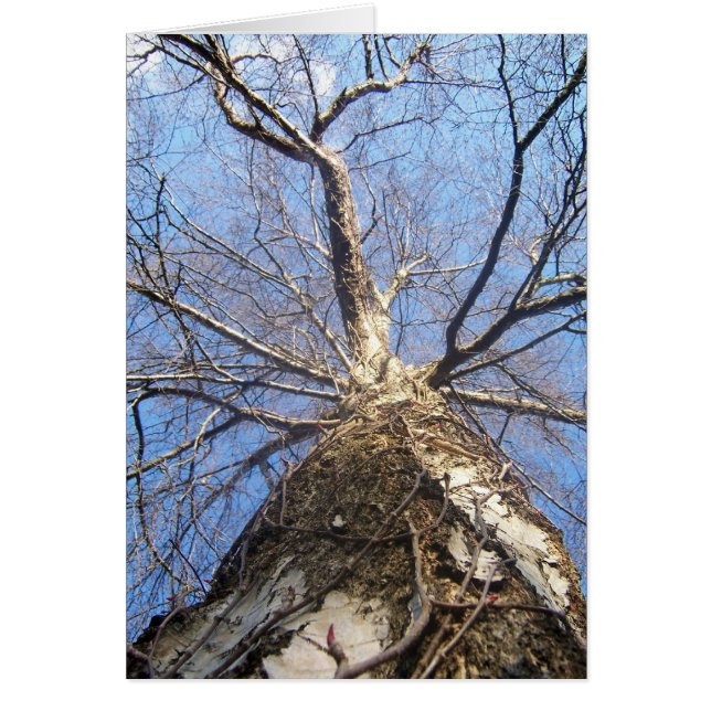 Tree in Winter (Front)