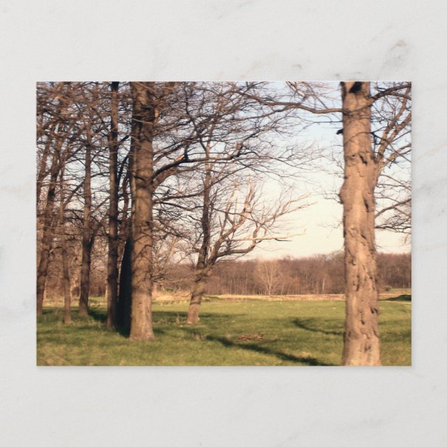 Tree Landscape Postcard (Front)