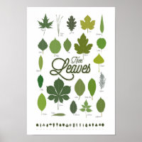 TREE LEAVES póster