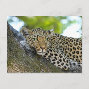 tree leopard postcard