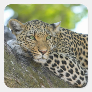 tree leopard stickers