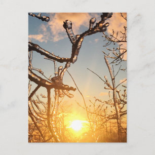 tree limb icicles postcard
