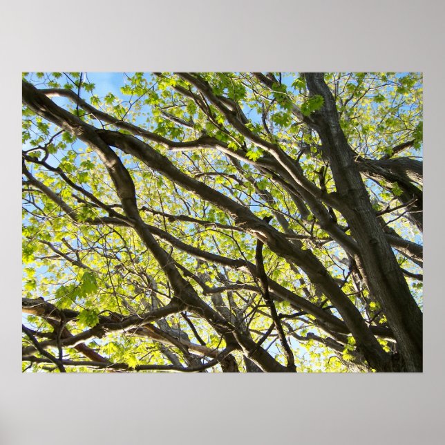 Tree Limbs Poster (Front)