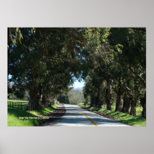 Tree-Lined Country Road Poster