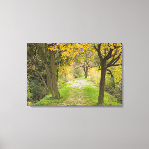 Tree-lined Path in Autumn Canvas Print