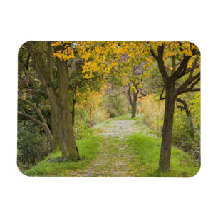 Tree-lined Path in Autumn Magnet