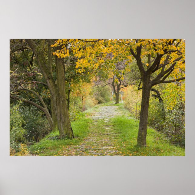 Tree-lined Path in Autumn Poster (Front)