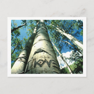 Tree Love Postcard