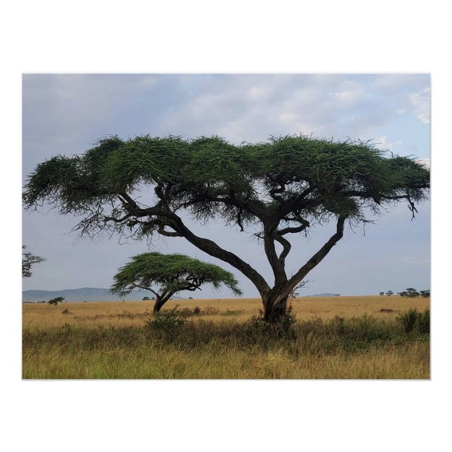 Tree Love Poster (Front)