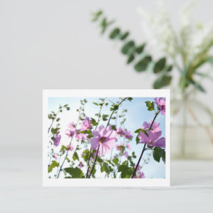 Tree Mallow Blooms in Summer Postcard