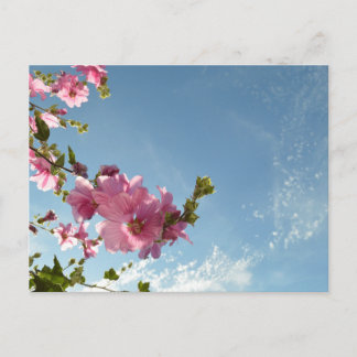 Tree Mallow Blooms & Summer Sky Postcard