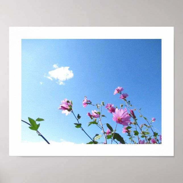 Tree Mallow in Bloom Poster (Front)