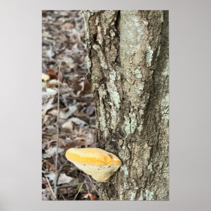 Tree Mushroom Poster