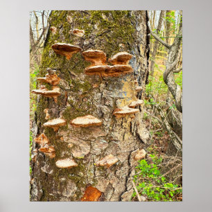 Tree Mushrooms Photo Poster