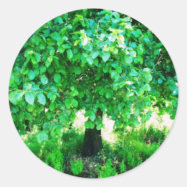 TREE OF LIFE CLASSIC ROUND STICKER (Front)