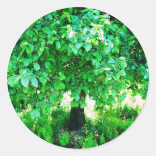 TREE OF LIFE CLASSIC ROUND STICKER