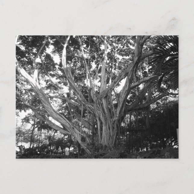 Tree of Life Postcard (Front)