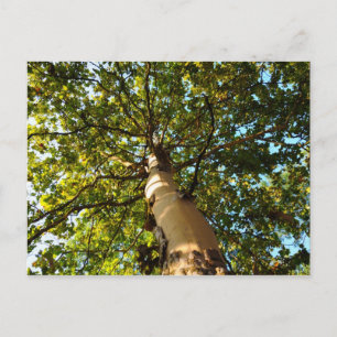 Tree of Life Postcard