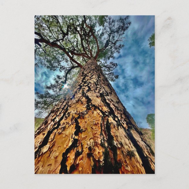 Tree of Life Postcard (Front)