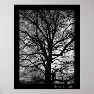 Tree of Life Poster