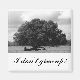 Tree of Life Square Magnet