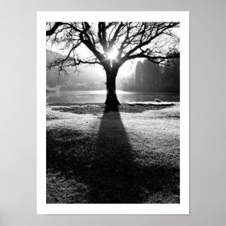 Tree of Light: Derwentwater, Cumbria Poster