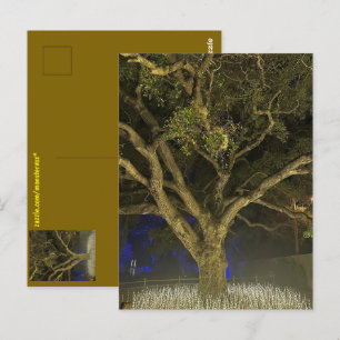 Tree of Light Postcard
