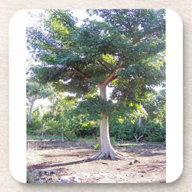 Tree of Wisdom-cork coaster (Front)