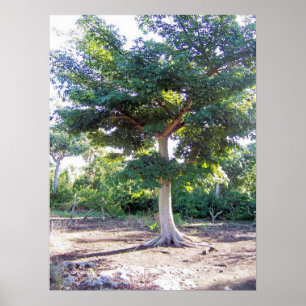 Tree of Wisdom-poster print