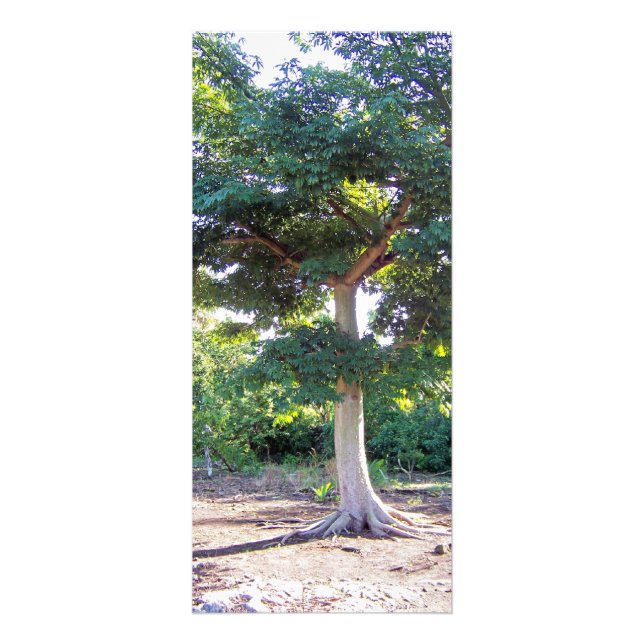 Tree of Wisdom-rack cards (Front)