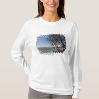 Tree On A Beach Along The Coastline