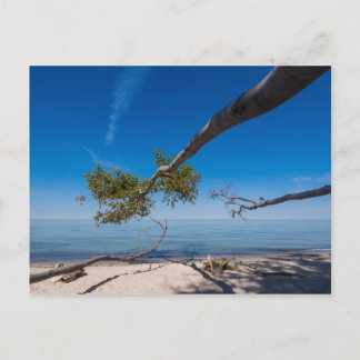 Tree on a beach on shore of the Baltic Sea Postcard
