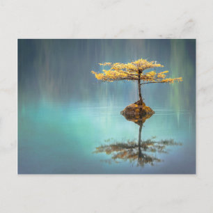 TREE ON AN ISLAND POSTCARD