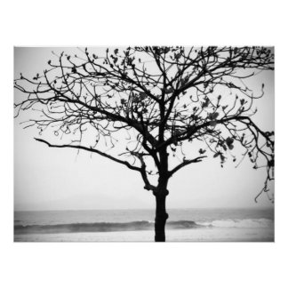 Tree on Beach, Santos, Brazil  Poster