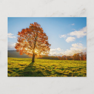 Tree on Fire Postcard