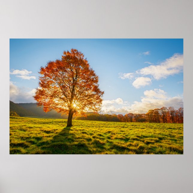 Tree on Fire Poster (Front)